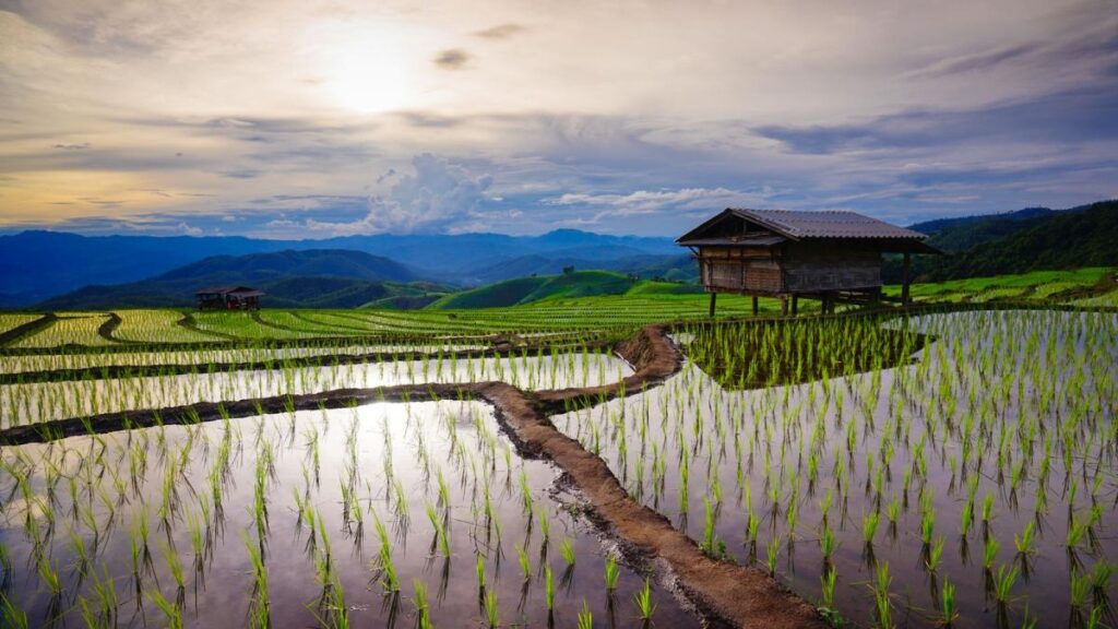 Chiang Mai Cycling to Chiang Rai 3 Days